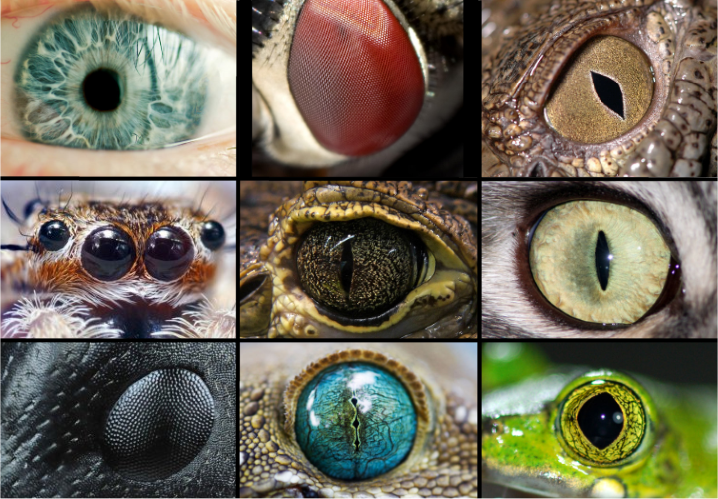 10 Photos that show how we and animals see the world